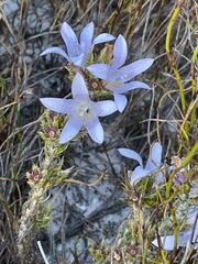Roella prostrata