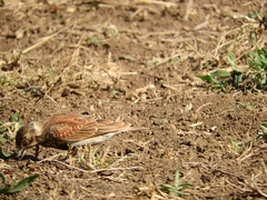Eremopterix leucotis