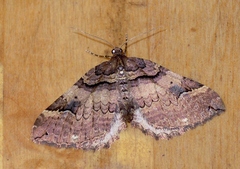 Earophila badiata