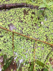 Spirodela polyrhiza