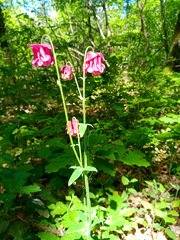 Aquilegia vulgaris