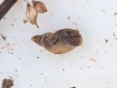 Lymnaeidae