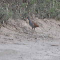 Crypturellus tataupa