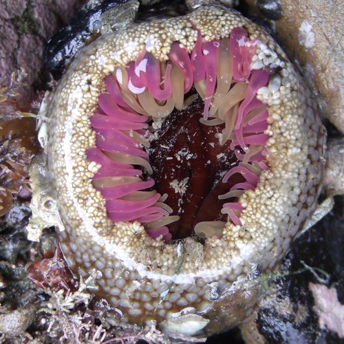 Speckled rock anemone, photo 8 of 8