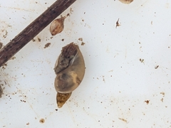 Lymnaeidae