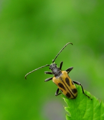 Brachyta interrogationis