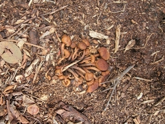 Desarmillaria