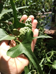 Araujia brachystephana