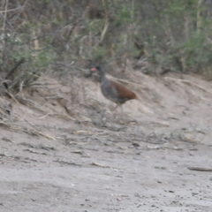 Crypturellus tataupa