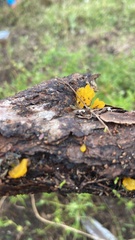 Dacrymycetaceae