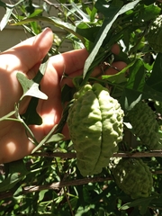 Araujia brachystephana