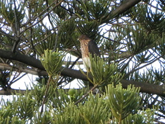Accipiter melanoleucus