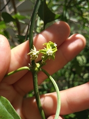 Araujia brachystephana