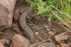 Matobosaurus validus