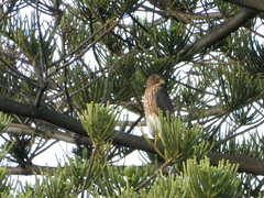 Accipiter melanoleucus
