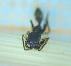 Myrmarachnini