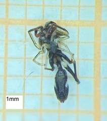 Myrmarachnini