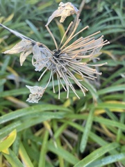 Agapanthus praecox