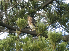 Accipiter melanoleucus