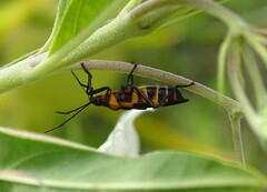 Oncopeltus famelicus