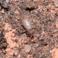 Willowsia nigromaculata