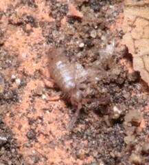 Willowsia nigromaculata