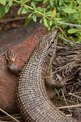 Matobosaurus validus