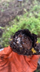Dacrymycetaceae