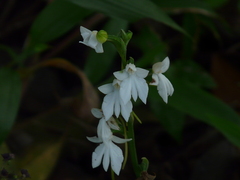 Habenaria plantaginea