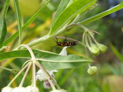 Oncopeltus famelicus