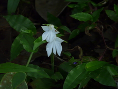 Habenaria plantaginea