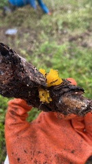 Dacrymycetaceae