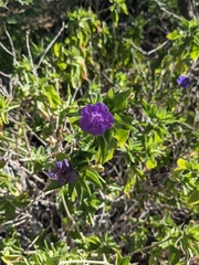 Ruellia californica californica