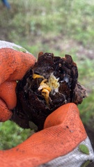 Dacrymycetaceae