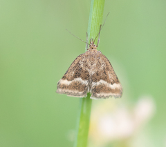 Pyrausta aerealis