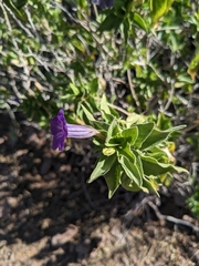 Ruellia californica californica