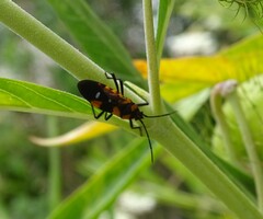 Oncopeltus famelicus