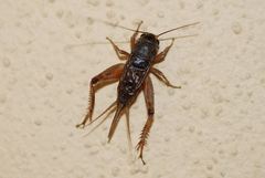 Miogryllus