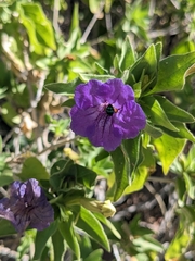 Ruellia californica californica