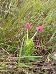 Zaluzianskya microsiphon