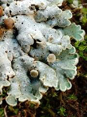 Squamarina lentigera