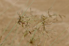 Cyperus conglomeratus