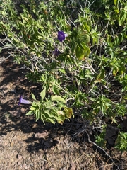 Ruellia californica californica