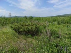 Dracocephalum nutans