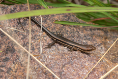 Trachylepis