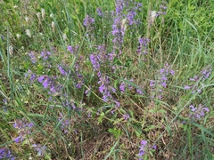 Dracocephalum nutans