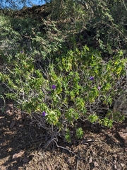 Ruellia californica californica