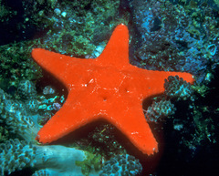 Choriaster granulatus