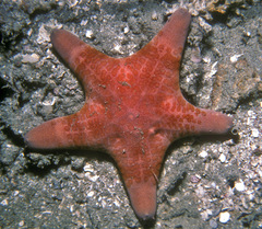 Choriaster granulatus