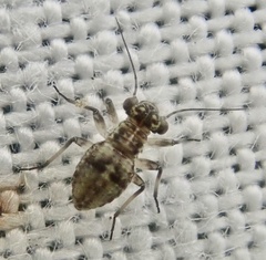 Mesopsocus